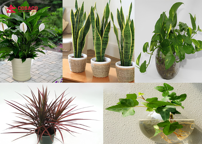 Nhóm cây cảnh phong thủy & sức khỏe