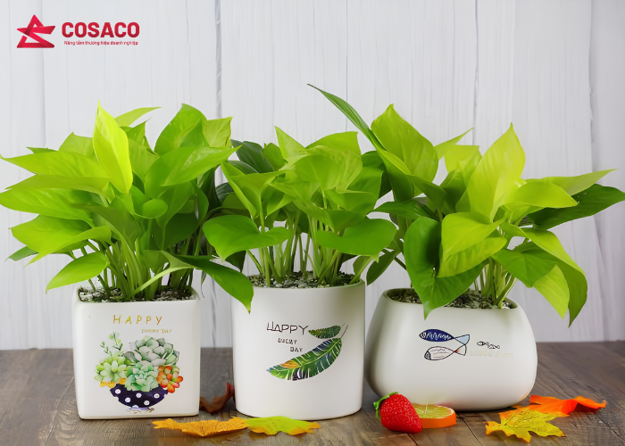 Cây xanh để bàn và bộ quà tặng gieo trồng